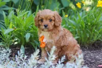 Brett, a male Cavapoo for sale in Sugarcreek, OH – 3 of 7