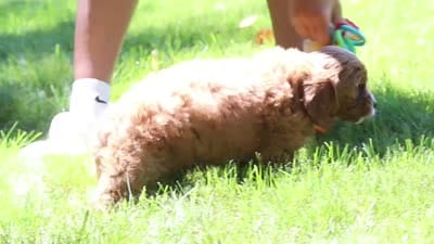 Adin, a male Cavapoo for sale in Sugarcreek, OH – 7 of 7