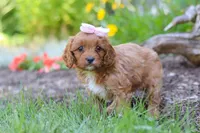 Jana, a female Cavapoo for sale in Sugarcreek, OH – 3 of 7
