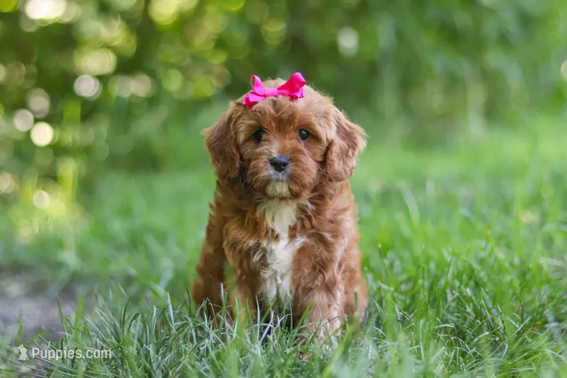 Zelda – Cavapoo puppy for sale in Sugarcreek, OH