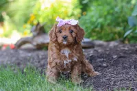 Abby, a female Cavapoo for sale in Sugarcreek, OH – 4 of 8