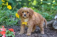 Zack, a male Cavapoo for sale in Sugarcreek, OH – 1 of 8