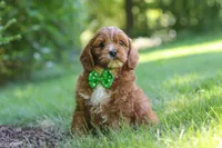 Adin, a male Cavapoo for sale in Sugarcreek, OH – 3 of 7