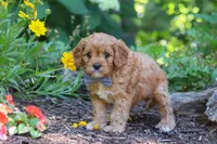 Max, a male Cavapoo for sale in Sugarcreek, OH – 3 of 7