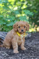Emmie, a female Cavapoo for sale in Sugarcreek, OH – 4 of 8