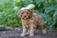 Iylla, a female Cavapoo for sale in Sugarcreek, OH – 3 of 7