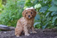 Iylla, a female Cavapoo for sale in Sugarcreek, OH – 4 of 7