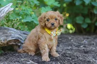 Emmie, a female Cavapoo for sale in Sugarcreek, OH – 6 of 8