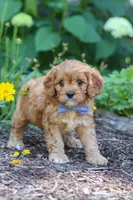 Max, a male Cavapoo for sale in Sugarcreek, OH – 6 of 7