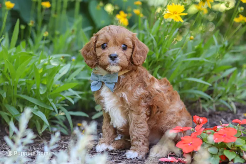 Seth – Cavapoo puppy for sale in Sugarcreek, OH