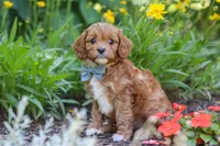 Seth, a male Cavapoo for sale in Sugarcreek, OH – 1 of 6
