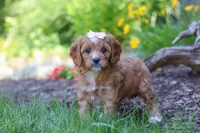 Princess, a female Cavapoo for sale in Sugarcreek, OH – 5 of 7