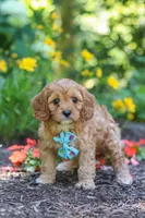 Asher, a male Cavapoo for sale in Sugarcreek, OH – 4 of 7