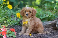 Zack, a male Cavapoo for sale in Sugarcreek, OH – 4 of 8