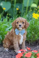 Seth, a male Cavapoo for sale in Sugarcreek, OH – 5 of 6