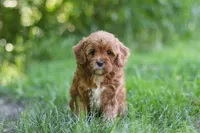 Zelda, a female Cavapoo for sale in Sugarcreek, OH – 3 of 8