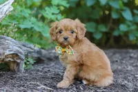 Emmie, a female Cavapoo for sale in Sugarcreek, OH – 5 of 8