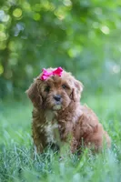 Zelda, a female Cavapoo for sale in Sugarcreek, OH – 2 of 8
