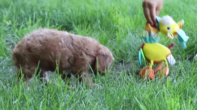 Zelda, a female Cavapoo for sale in Sugarcreek, OH – 8 of 8