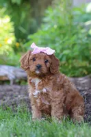 Abby, a female Cavapoo for sale in Sugarcreek, OH – 7 of 8