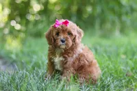 Zelda, a female Cavapoo for sale in Sugarcreek, OH – 6 of 8