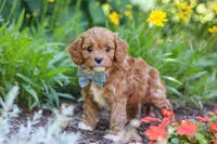 Seth, a male Cavapoo for sale in Sugarcreek, OH – 3 of 6
