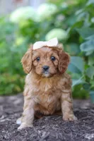 Iylla, a female Cavapoo for sale in Sugarcreek, OH – 6 of 7