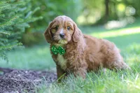 Adin, a male Cavapoo for sale in Sugarcreek, OH – 6 of 7