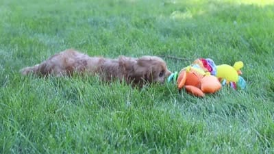 Max, a male Cavapoo for sale in Sugarcreek, OH – 7 of 7