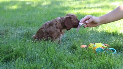 Layla, a female Cavapoo for sale in Sugarcreek, OH – 6 of 6
