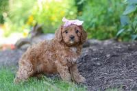 Abby, a female Cavapoo for sale in Sugarcreek, OH – 2 of 8