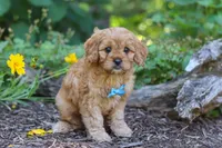 Nick, a male Cavapoo for sale in Sugarcreek, OH – 5 of 7