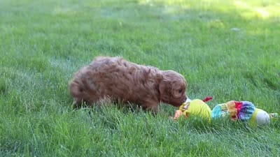 Seth, a male Cavapoo for sale in Sugarcreek, OH – 6 of 6