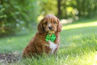 Adin, a male Cavapoo for sale in Sugarcreek, OH – 4 of 7