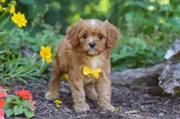 Zack, a male Cavapoo for sale in Sugarcreek, OH – 7 of 8