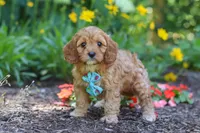 Asher, a male Cavapoo for sale in Sugarcreek, OH – 5 of 7