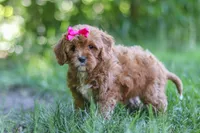Zelda, a female Cavapoo for sale in Sugarcreek, OH – 5 of 8