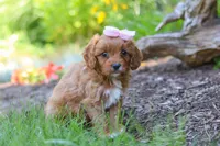 Jana, a female Cavapoo for sale in Sugarcreek, OH – 5 of 7