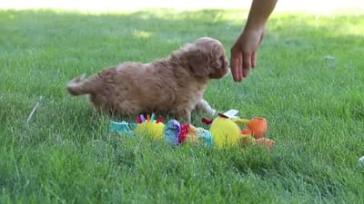 Nick, a male Cavapoo for sale in Sugarcreek, OH – 7 of 7