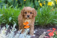 Brett, a male Cavapoo for sale in Sugarcreek, OH – 6 of 7