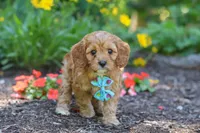 Asher, a male Cavapoo for sale in Sugarcreek, OH – 6 of 7