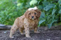 Iylla, a female Cavapoo for sale in Sugarcreek, OH – 2 of 7