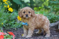 Nick, a male Cavapoo for sale in Sugarcreek, OH – 2 of 7