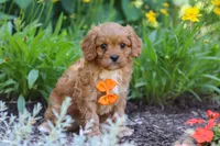 Brett, a male Cavapoo for sale in Sugarcreek, OH – 5 of 7