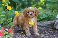 Zack, a male Cavapoo for sale in Sugarcreek, OH – 5 of 8