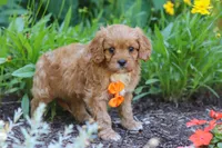 Brett, a male Cavapoo for sale in Sugarcreek, OH – 4 of 7