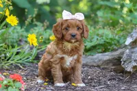 Layla, a female Cavapoo for sale in Sugarcreek, OH – 1 of 6