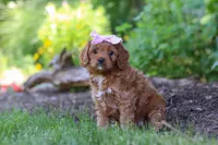 Abby, a female Cavapoo for sale in Sugarcreek, OH – 6 of 8