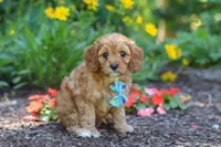 Asher, a male Cavapoo for sale in Sugarcreek, OH – 1 of 7