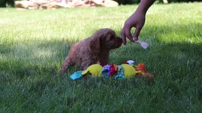 Iylla, a female Cavapoo for sale in Sugarcreek, OH – 7 of 7
